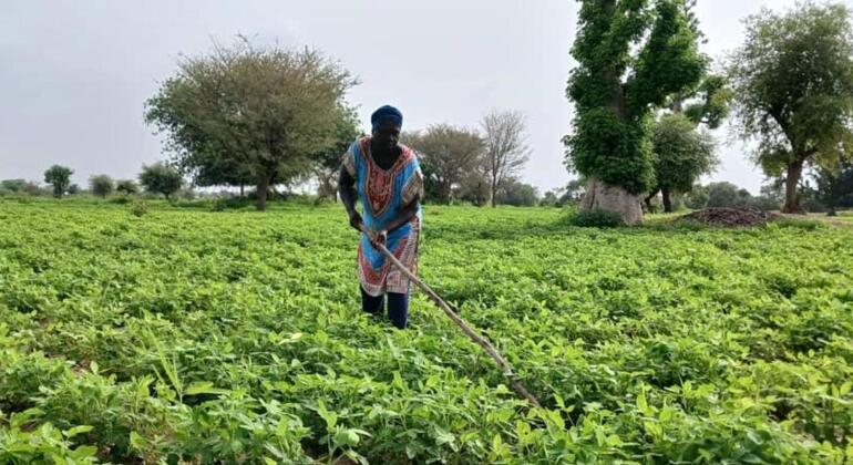 مزارعة سنغالية تعمل في حقلها.